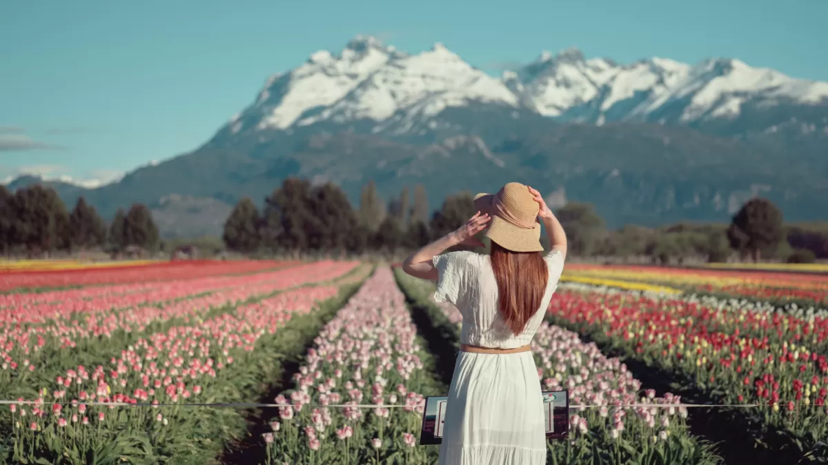 Esquel con Tulipanes