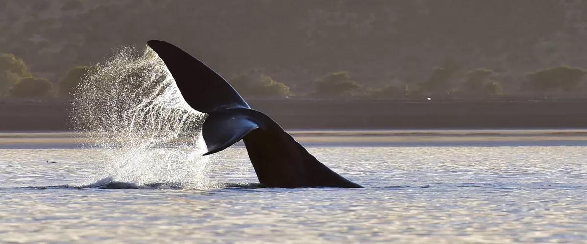 Puerto Madryn - FERIADO de AGOSTO 