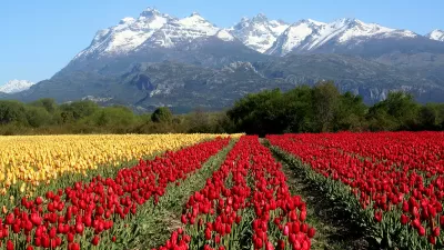 PATAGONIA AUTRAL CON TULIPANES