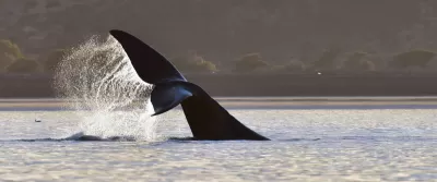 Puerto Madryn - Feriado 