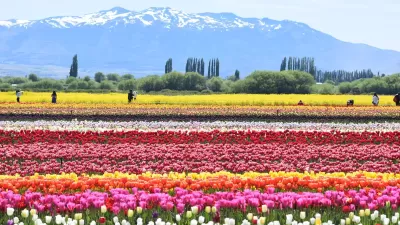 Esquel con Tulipanes